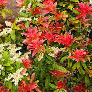 pieris forest flame at Beechmount Garden Centre