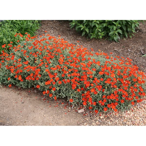 Helianthemum Fire Dragon - Beechmount Garden Centre