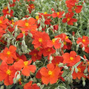 Helianthemum ‘Henfield Brilliant’