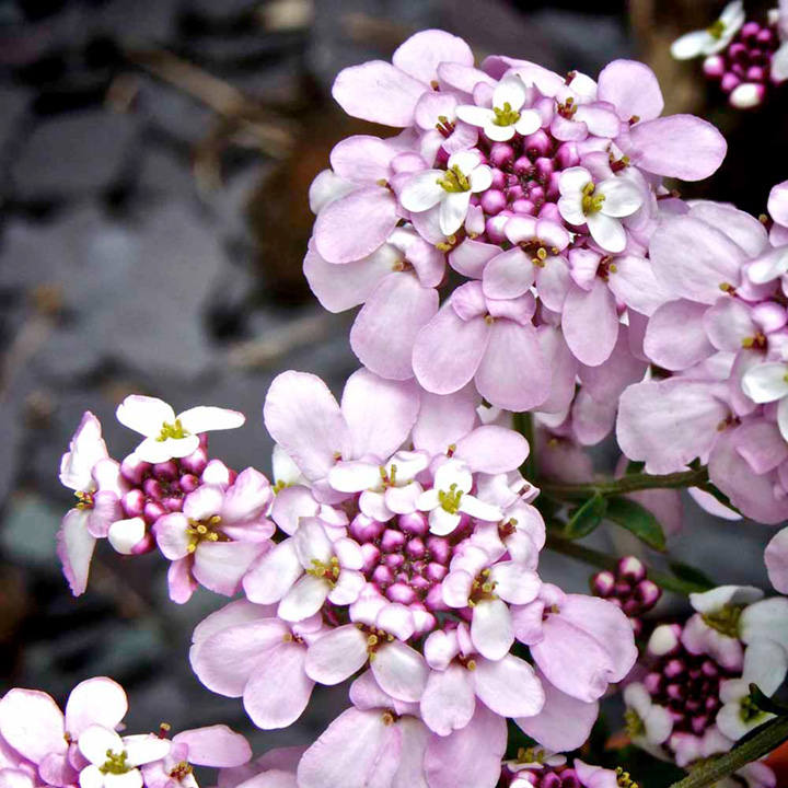 Iberis Pink Ice Beechmount Garden Centre