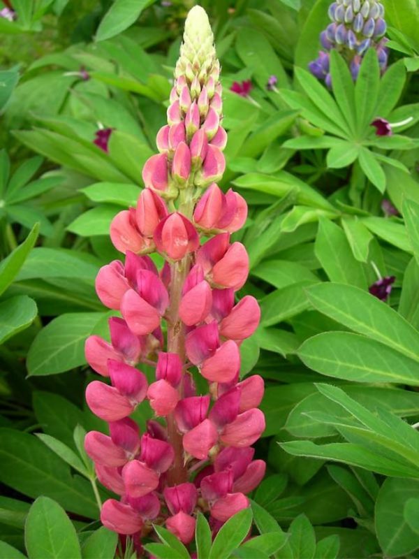 Lupin ‘Gallery Pink’
