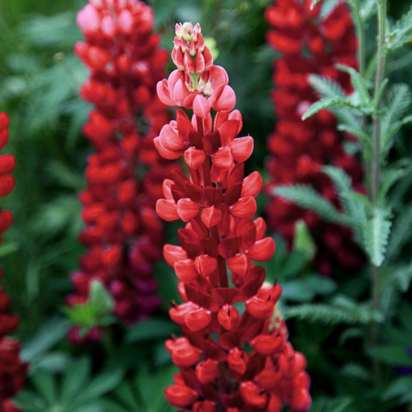 Lupin ‘Gallery Red’