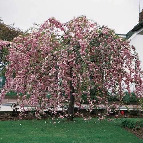 Prunus kiku-shidare-sakura