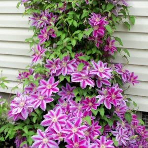 clematis dr rupple