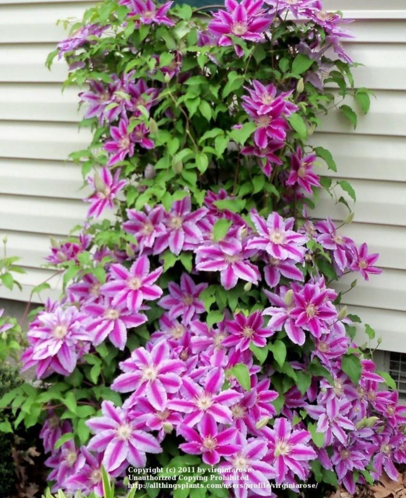 Clematis Dr. Rupple - Beechmount Garden Centre