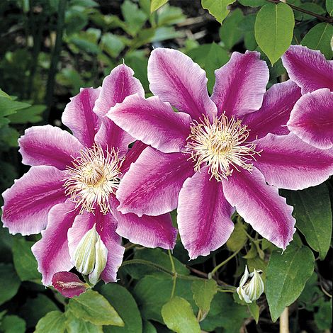 clematis dr rupple