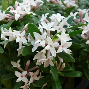 daphne eternal fragrance2