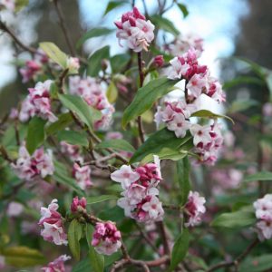 daphne jacqueline postill