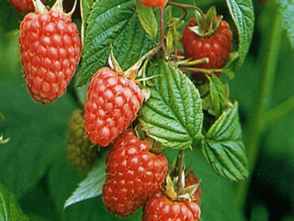 raspberry-glen-ample