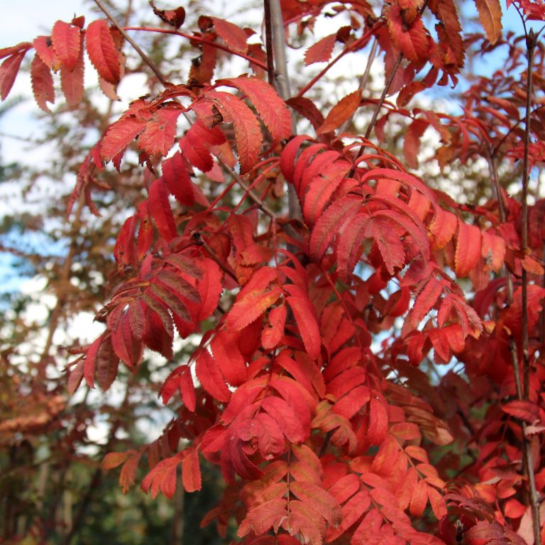 Sorbus aucuparia - Beechmount Garden Centre