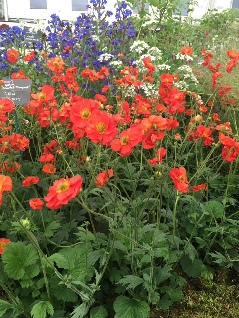 Geum Scarlet Tempest 2ltr Beechmount Garden Centre