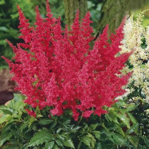 astilbe montgomery