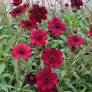 cosmos-chocamocha-2