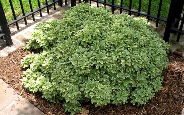 pittosporum variegata beechmount garden centre