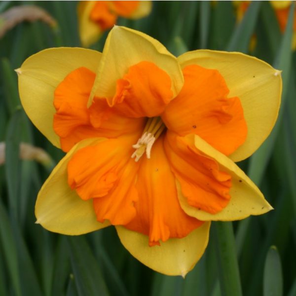 congress daffodil