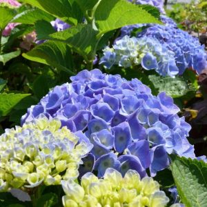 hydrangea_macrophylla_bodensee_1