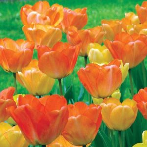 tulip daydream