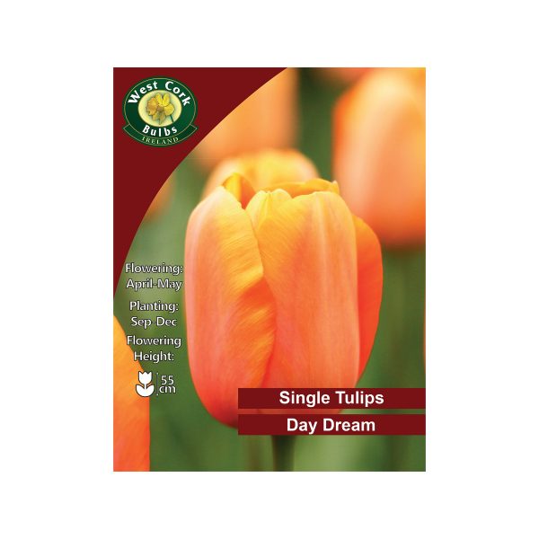 tulip daydream