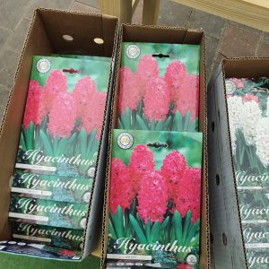 hyacinth jan bos at beechmount garden centre