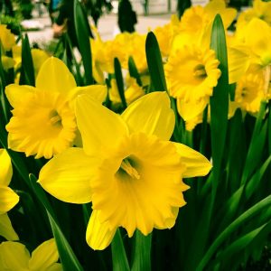 daffodil dutch master