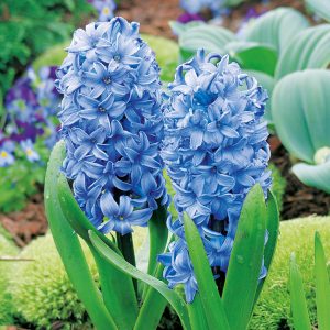 hyacinth delft blue