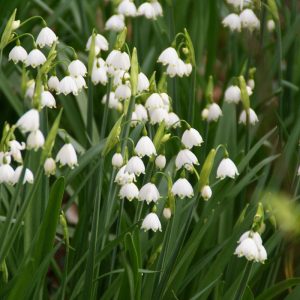 leucojum aestivum