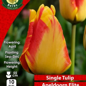 single tulip apeldoorn elite at beechmount garden centre