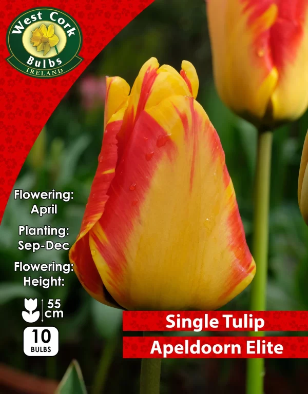 single tulip apeldoorn elite at beechmount garden centre