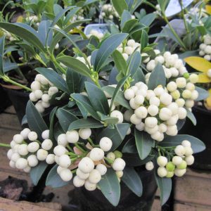 Skimmia-japonica-alba