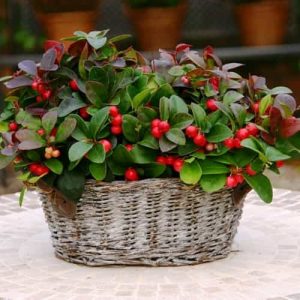 gaultheria procumbens