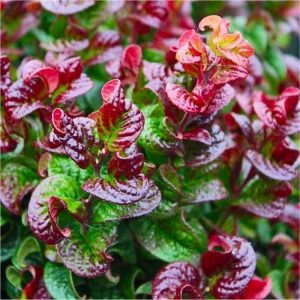 leucothoe curly red