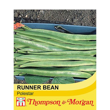Runner bean polestar at beechmount garden cenrtre