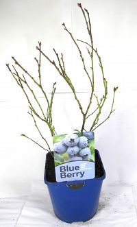 blueberry 2ltr at beechmount garden centre