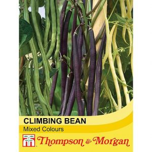 climbing bean mixed at beechmount garden centre