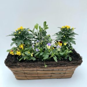 Planted Window Box