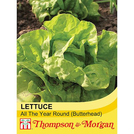 lettuce all year round