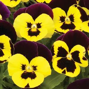 pansy yellow and purple