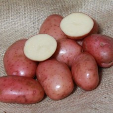 sarpo mira seed potatoes