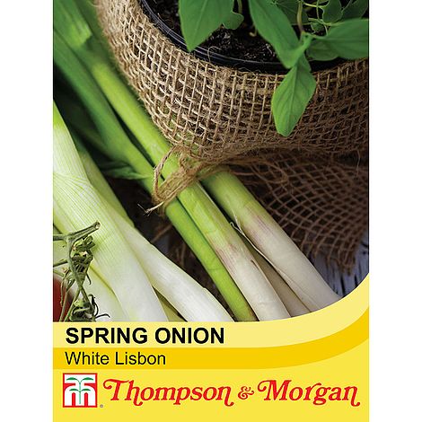 spring onion @ beechmount garden centre