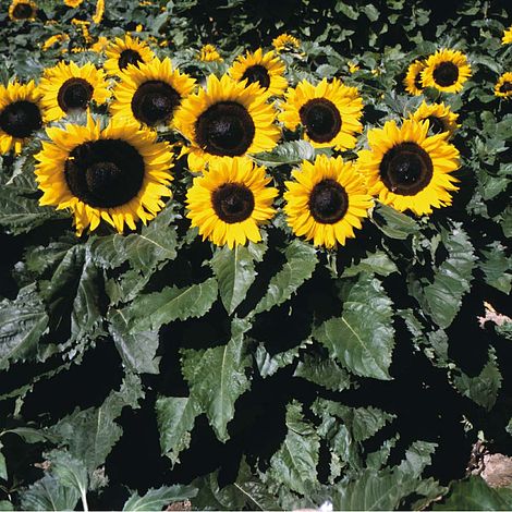 sunflower little dorrit @ beechmount garden centre