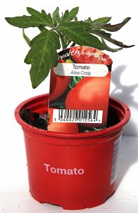 tomato ailsa craig at beechmount garden centre