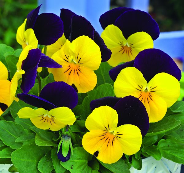 viola yellow and purple at beechmount garden centre