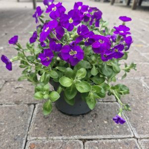 aubretia