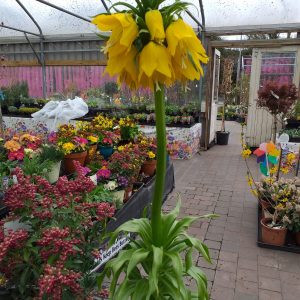 fritallaria at beechmount garden centre