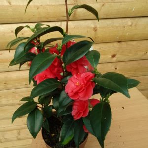 camellia mary williams at beechmount garden centre