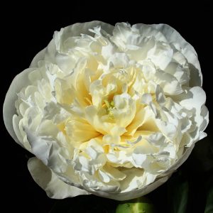 Paeonia 'Duch. de Nemours' at beechmount garden centre