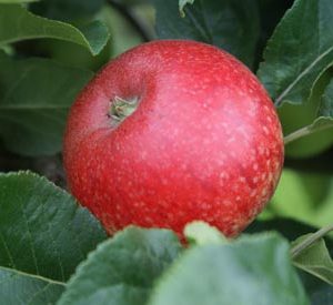 malus at beechmount garden centre