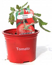 beefsteak tomato at beechmount garden centre