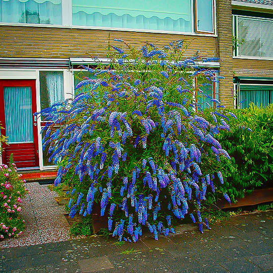 buddleia nanho blue at beechmount garden centre