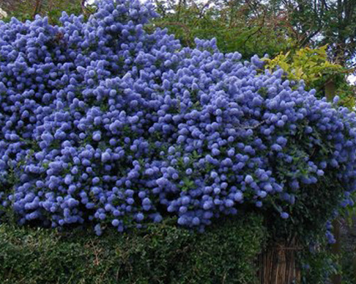 ceanothus autumnal blue at beechount garden centre